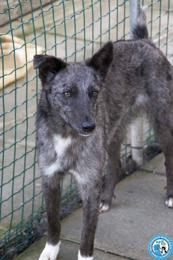 Nina, Nana e Noah: il club degli invisibili Foto 7